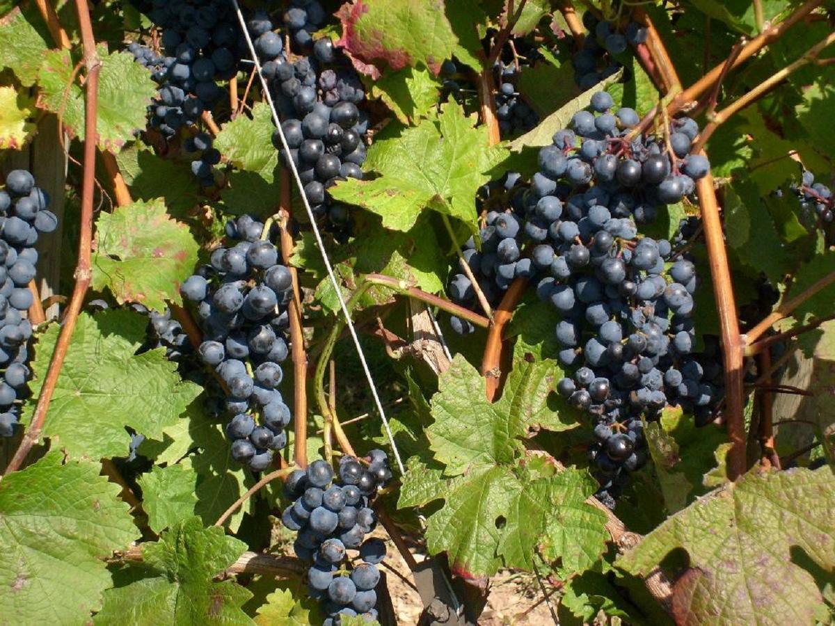 Kulsheim Winzerhof Spengler旅馆 外观 照片